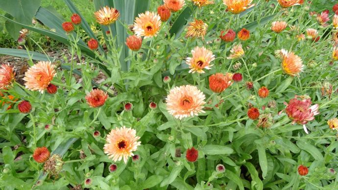 Calendula ‘Orange Flash’, classé parmi les grands soucis